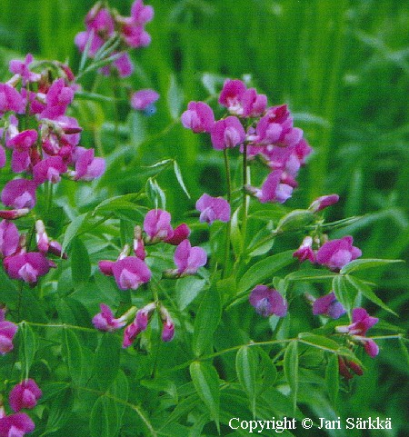 Lathyrus vernus